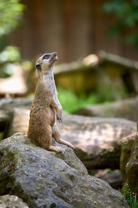 Close-up of meerkat on rock