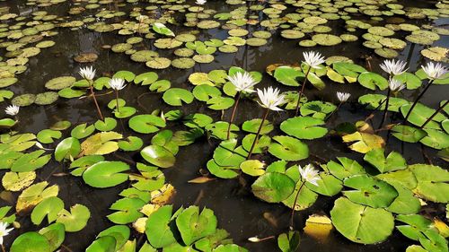 High angle view of leaves floating on water