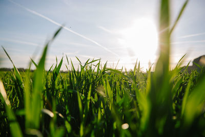 Close-up of crops growing on field against sky