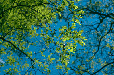 Low angle view of flowering tree against blue sky