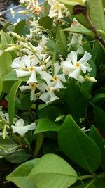 Close-up of white flowers blooming outdoors