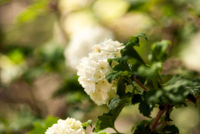 Close-up of white flowering plant