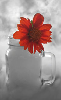 Close-up of flower in glass jar on table