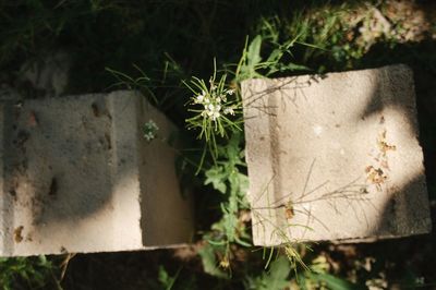 Close-up of plant