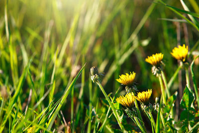 Close-up of yellow flowering plants on field