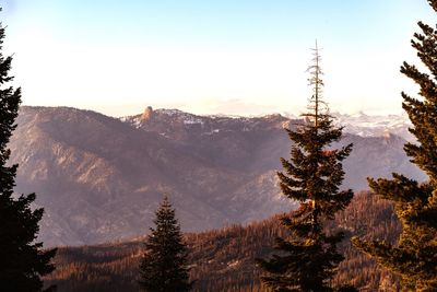 Scenic view of pine trees against sky during winter