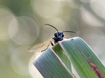 Close-up of insect on leaf