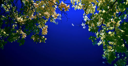 Low angle view of flowering plants against clear blue sky