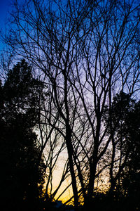 Low angle view of silhouette bare trees against sky