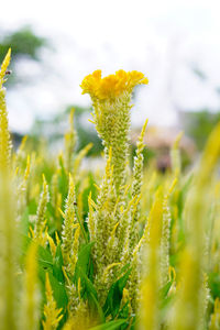 Close-up of yellow flowering plant on field