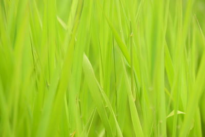 Fresh lush green coastal grass with drops of morning summer dew