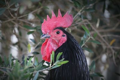 Close-up of rooster