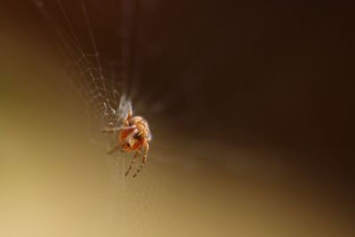 Close-up of spider on web