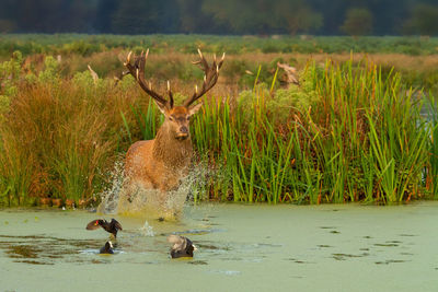 Deer in a lake