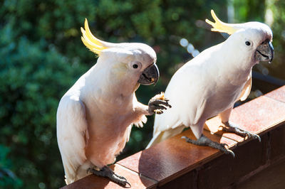 Australian sulphur crested cockatoo birds eating on the porch