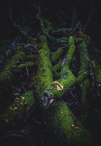 Close-up of moss growing on tree trunk