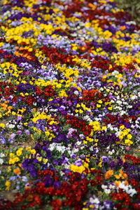 Full frame shot of multi colored flowers