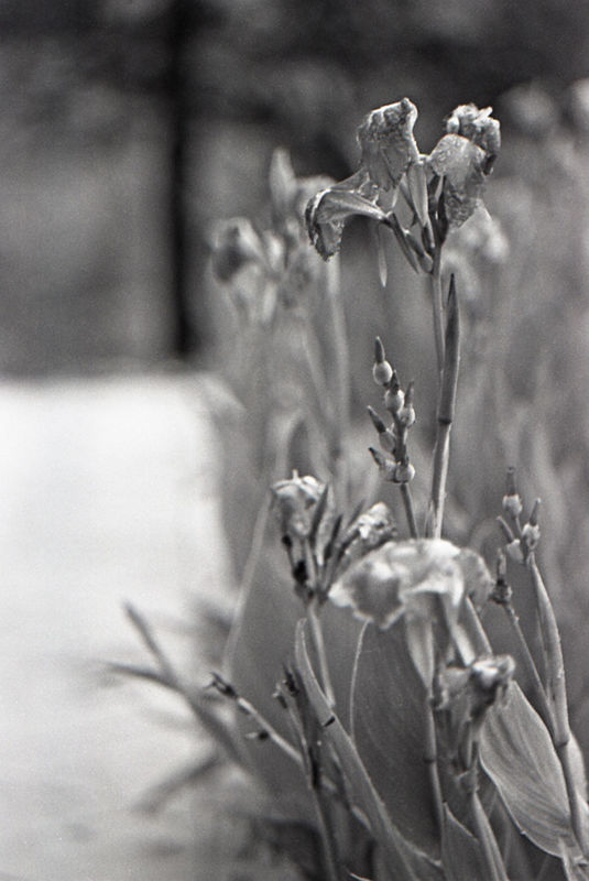 plant, leaf, focus on foreground, growth, close-up, flower, nature, selective focus, stem, freshness, fragility, day, bud, outdoors, no people, branch, growing, beauty in nature, twig, wall - building feature