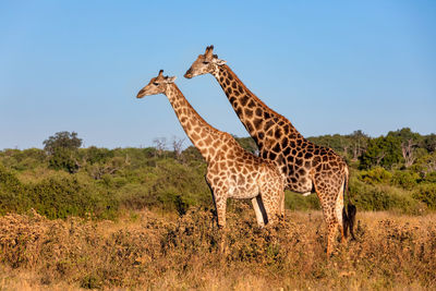 Giraffe in a field