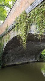 Plants growing by river