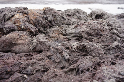 Close-up of rocks on shore