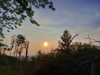 Silhouette trees against sky during sunset