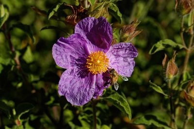 Close-up of purple flowering plant