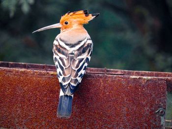 Close-up of bird perching on fence