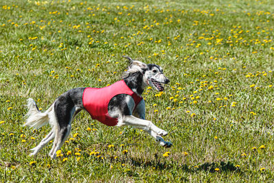 Saluki dog running fast and chasing lure across green field at dog racing competion