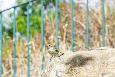 Close-up of bird perching outdoors