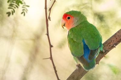 Close-up of bird perching on branch