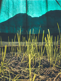 Close-up of plants growing on land