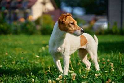 Close-up of dog on field