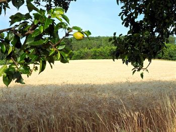 Crops growing on field against sky