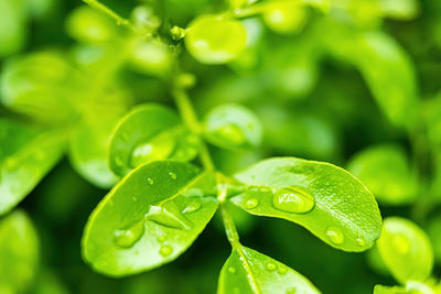 Close-up of raindrops on leaves