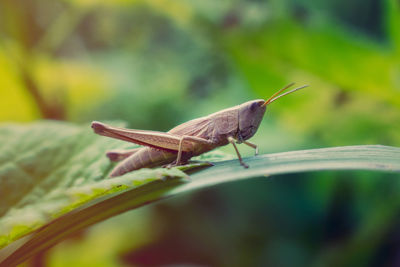 Close-up of insect perching on leaf