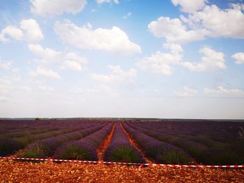 Scenic view of field against sky