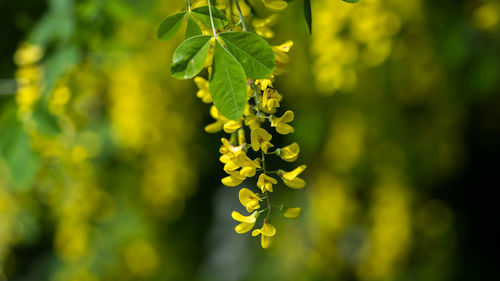 Close-up of yellow flowering plant