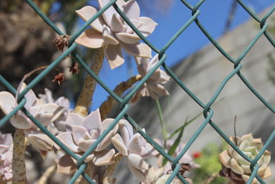 Close-up of white flowering plants seen through chainlink fence