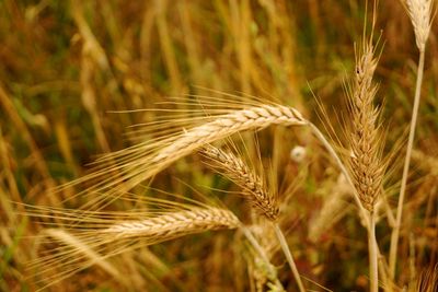 Close-up of stalks in field