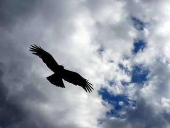 Low angle view of eagle flying against sky