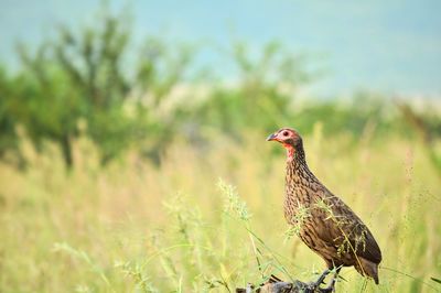 Bird on field