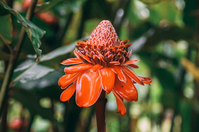 Close-up of orange flower