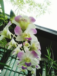 Low angle view of pink flowering plant