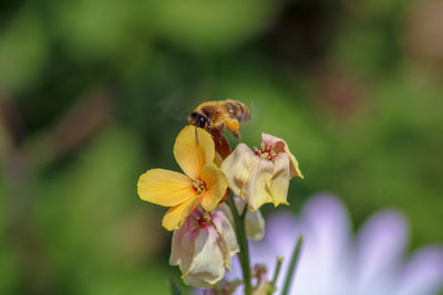 Close-up of bee pollinating on yellow flower