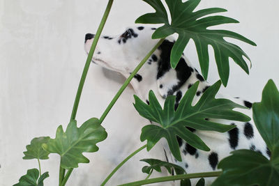 Close-up of a dog on plant
