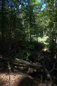 Trees in forest