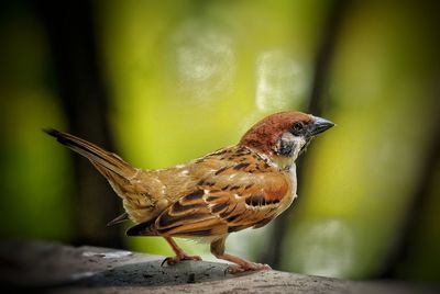 Close-up of a bird