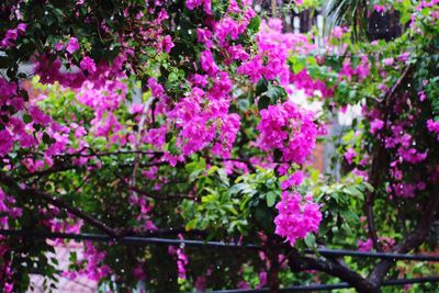 Close-up of pink flowering plant in park