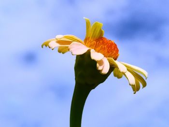 Close-up of yellow flowering plant against sky